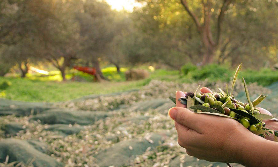 Agriturismo Tiberio